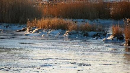 Hog Island Wildlife Management Area Live Cam - Feb 3, 2026, 7:40am EST