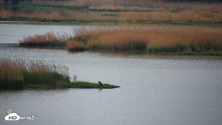 Hog Island Wildlife Management Area Live Cam - Apr 14, 2026, 10:01am EDT