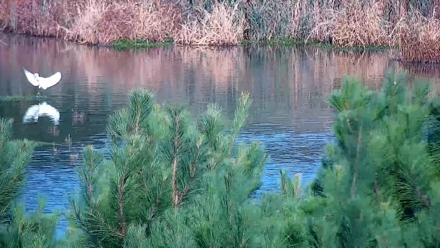 Hog Island Wildlife Management Area Live Cam - Oct 19, 2025, 9:08am EDT