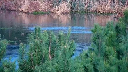 Hog Island Wildlife Management Area Live Cam - Oct 19, 2025, 9:04am EDT