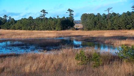 Hog Island Wildlife Management Area Live Cam - Mar 12, 2026, 6:33pm EDT