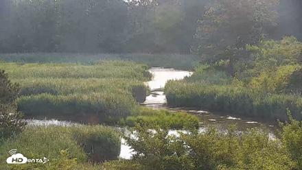 Hog Island Wildlife Management Area Live Cam - Jul 2, 2026, 8:02am EDT