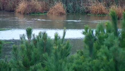 Hog Island Wildlife Management Area Live Cam - Oct 12, 2025, 1:42pm EDT