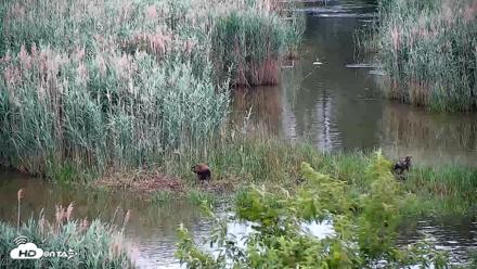 Hog Island Wildlife Management Area Live Cam - May 27, 2026, 12:55pm EDT