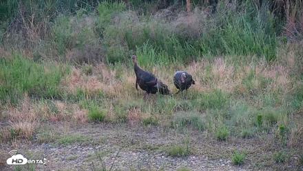 Hog Island Wildlife Management Area Live Cam - Jun 16, 2026, 6:09pm EDT