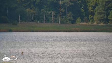 Hog Island Wildlife Management Area Live Cam - Aug 28, 2026, 11:02am EDT
