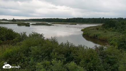 Hog Island Wildlife Management Area Live Cam - Jul 22, 2026, 11:34am EDT
