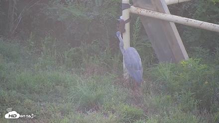 Hog Island Wildlife Management Area Live Cam - Jul 31, 2026, 7:09pm EDT
