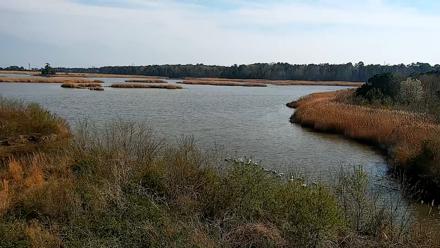 Hog Island Wildlife Management Area Live Cam - Mar 22, 2026, 4:09pm EDT