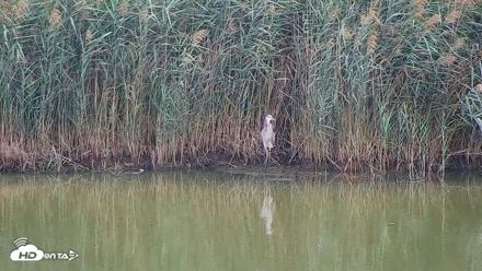 Hog Island Wildlife Management Area Live Cam - Sep 13, 2026, 11:55am EDT