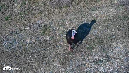 Hog Island Wildlife Management Area Live Cam - Apr 17, 2026, 5:18pm EDT