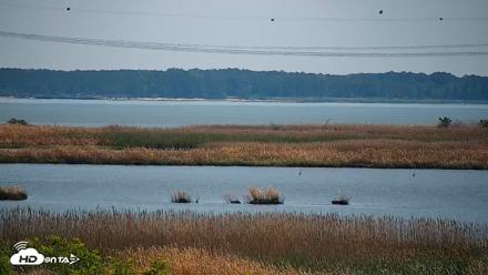 Hog Island Wildlife Management Area Live Cam - Apr 23, 2026, 12:59pm EDT