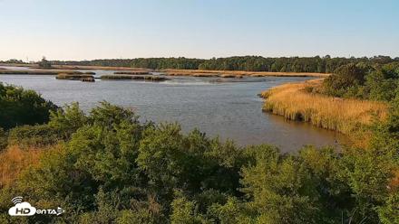 Hog Island Wildlife Management Area Live Cam - Apr 20, 2026, 7:57am EDT