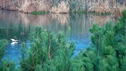 Hog Island Wildlife Management Area Live Cam - Oct 19, 2025, 9:10am EDT