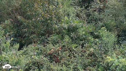 Hog Island Wildlife Management Area Live Cam - Aug 22, 2026, 2:40pm EDT