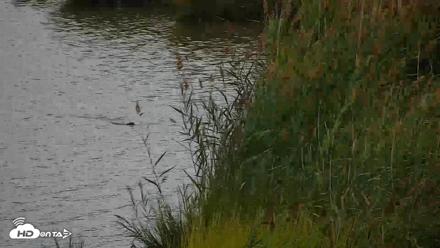 Hog Island Wildlife Management Area Live Cam - Aug 29, 2026, 5:58pm EDT