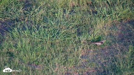 Hog Island Wildlife Management Area Live Cam - Jul 31, 2026, 7:27pm EDT