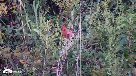 Hog Island Wildlife Management Area Live Cam - Sep 4, 2026, 6:50pm EDT