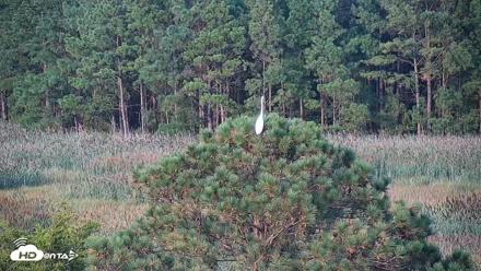 Hog Island Wildlife Management Area Live Cam - Aug 29, 2026, 6:30pm EDT