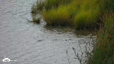 Hog Island Wildlife Management Area Live Cam - Aug 29, 2026, 5:58pm EDT