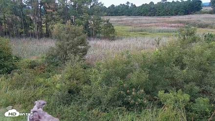 Hog Island Wildlife Management Area Live Cam - Aug 28, 2026, 4:05pm EDT
