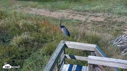 Hog Island Wildlife Management Area Live Cam - Oct 14, 2026, 12:44pm EDT