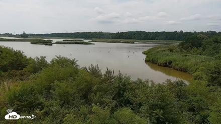 Hog Island Wildlife Management Area Live Cam - Jul 7, 2026, 11:15am EDT