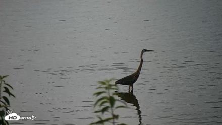 Hog Island Wildlife Management Area Live Cam - Jun 23, 2026, 1:19pm EDT
