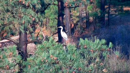 Hog Island Wildlife Management Area Live Cam - Mar 12, 2026, 6:33pm EDT