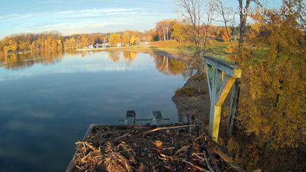 Pleasant Hill Lake Canada Geese Live Nest Cam - Nov 3, 2025, 7:36am EST