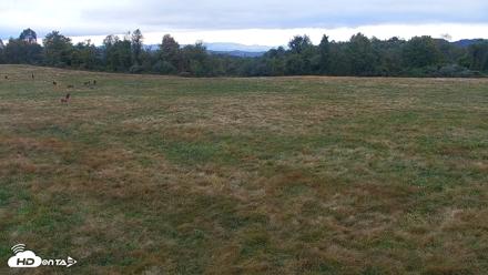 Tennessee Elk Live Webcam - Oct 16, 2026, 6:29pm EDT