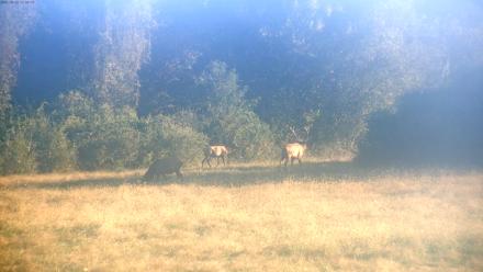 Tennessee Elk Live Webcam - Oct 22, 2025, 9:10am EDT