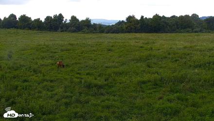 Tennessee Elk Live Webcam - Aug 6, 2026, 5:29pm EDT
