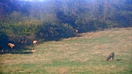 Tennessee Elk Live Webcam - Oct 23, 2025, 3:06pm EDT