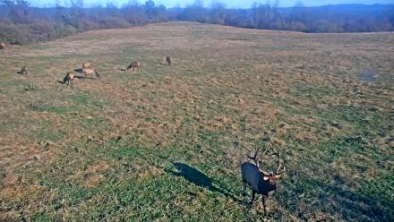 Tennessee Elk Live Webcam - Nov 17, 2025, 9:13am EST