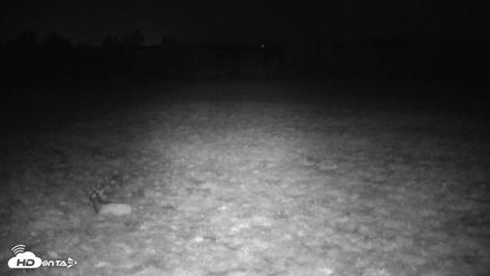 Tennessee Elk Live Webcam - Oct 18, 2026, 5:12am EDT