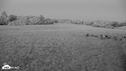Tennessee Elk Live Webcam - Oct 7, 2026, 7:28pm EDT