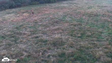 Tennessee Elk Live Webcam - Oct 12, 2026, 6:55pm EDT