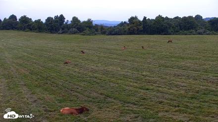 Tennessee Elk Live Webcam - Aug 12, 2026, 8:08pm EDT