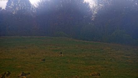 Tennessee Elk Live Webcam - Oct 30, 2025, 3:42pm EDT