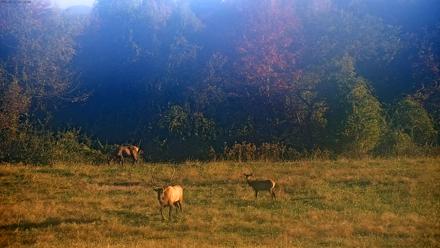 Tennessee Elk Live Webcam - Oct 22, 2025, 8:57am EDT
