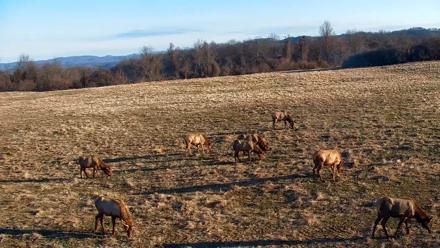 Tennessee Elk Live Webcam - Jan 19, 2026, 9:04am EST