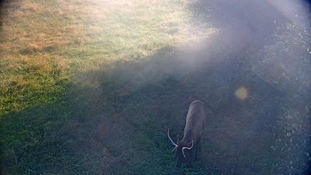Tennessee Elk Live Webcam - Oct 23, 2025, 9:46am EDT