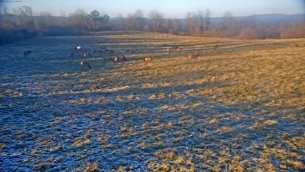Tennessee Elk Live Webcam - Dec 14, 2025, 4:33pm EST