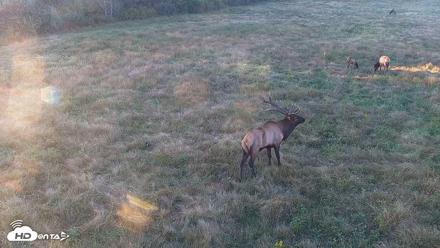 Tennessee Elk Live Webcam - Oct 8, 2026, 6:36pm EDT