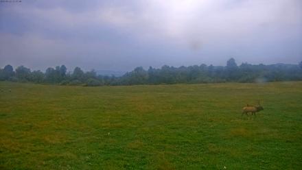 Tennessee Elk Live Webcam - Sep 22, 2025, 6:53pm EDT