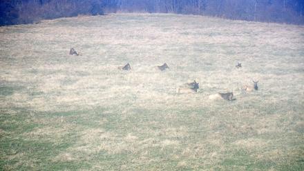 Tennessee Elk Live Webcam - Dec 11, 2025, 1:04pm EST