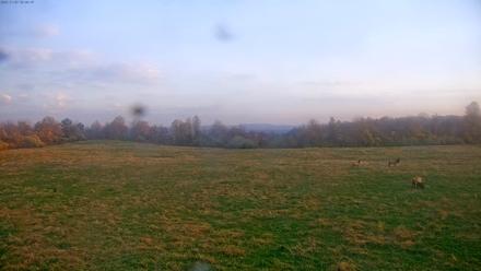 Tennessee Elk Live Webcam - Nov 7, 2025, 7:22am EST