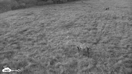 Tennessee Elk Live Webcam - Oct 26, 2026, 7:05pm EDT