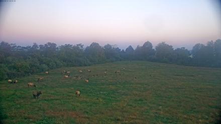 Tennessee Elk Live Webcam - Oct 13, 2025, 7:41am EDT